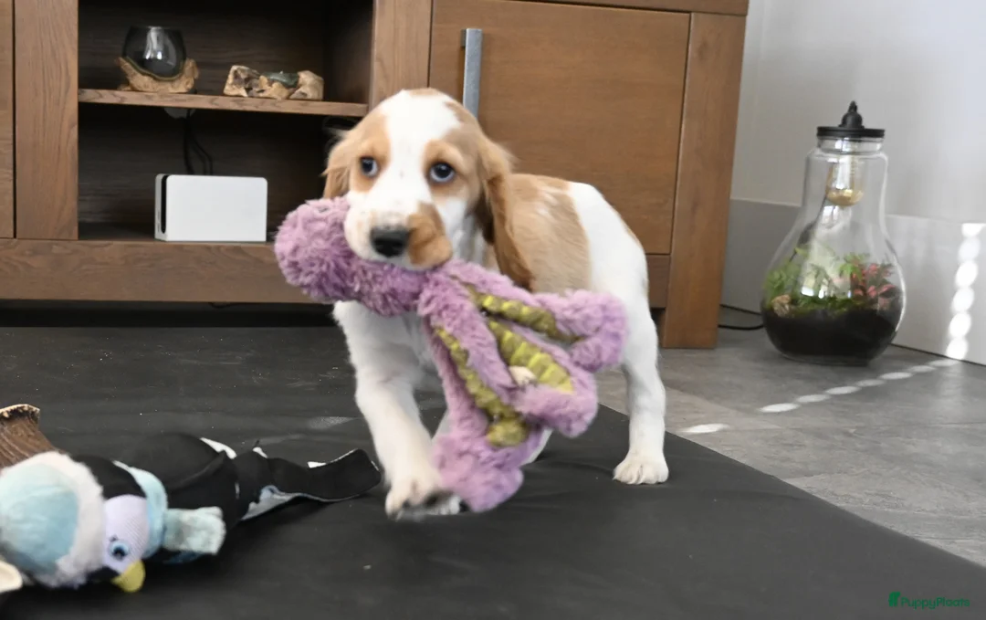 Engelse Cocker Spaniel honden te koop: Speelse Engelse Cocker Spaniel pup - Advertentie 5