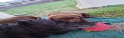 Labrador Retriever honden te koop: Raszuivere bruine labrador pups  - Advertentie 34