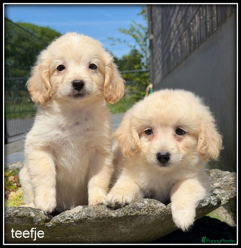 Kruising honden Boompoo pups. Boomer x Poedel - Advertentie 2