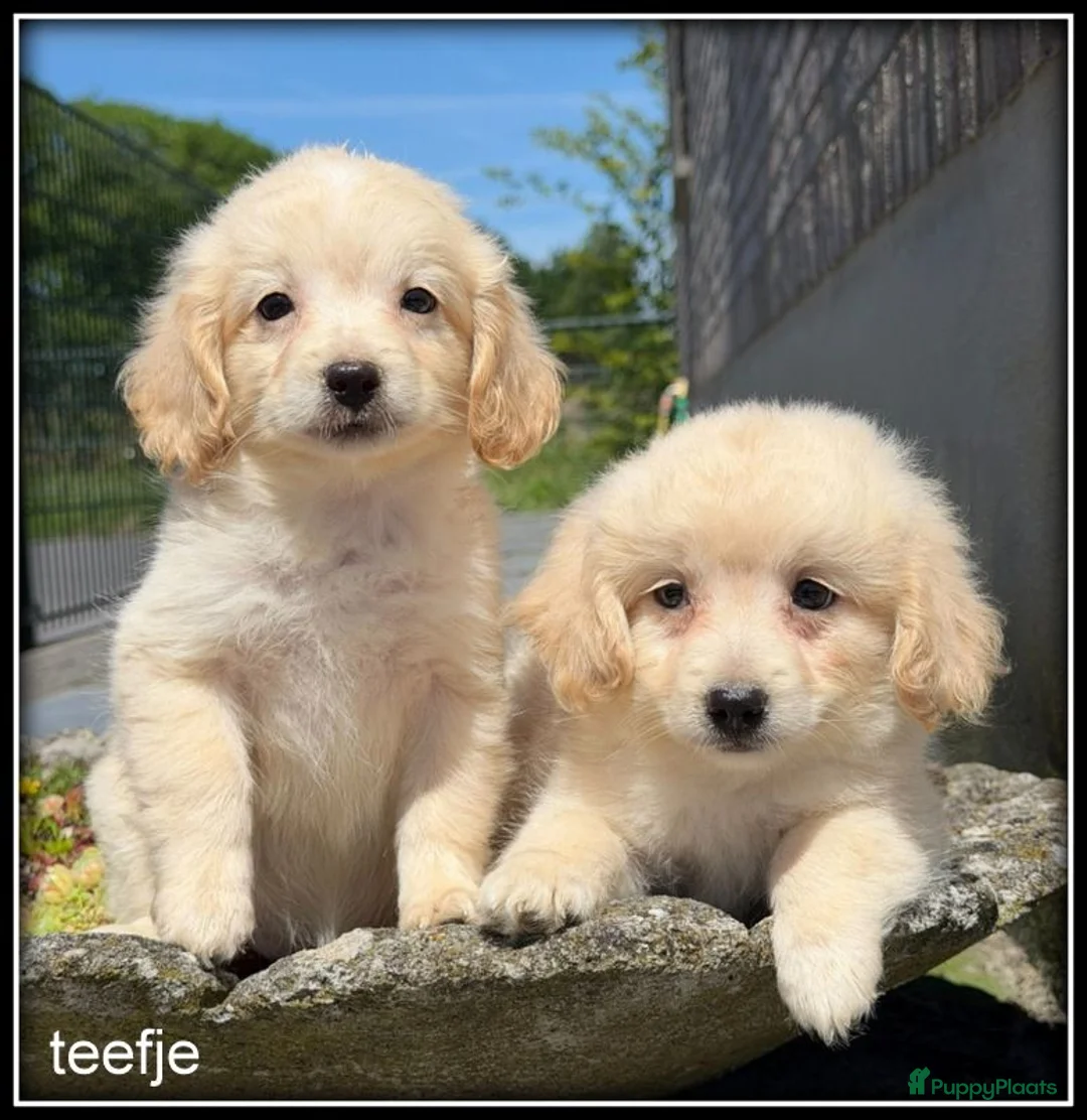 Kruising honden te koop: Boompoo pups. Boomer x Poedel - Advertentie 2