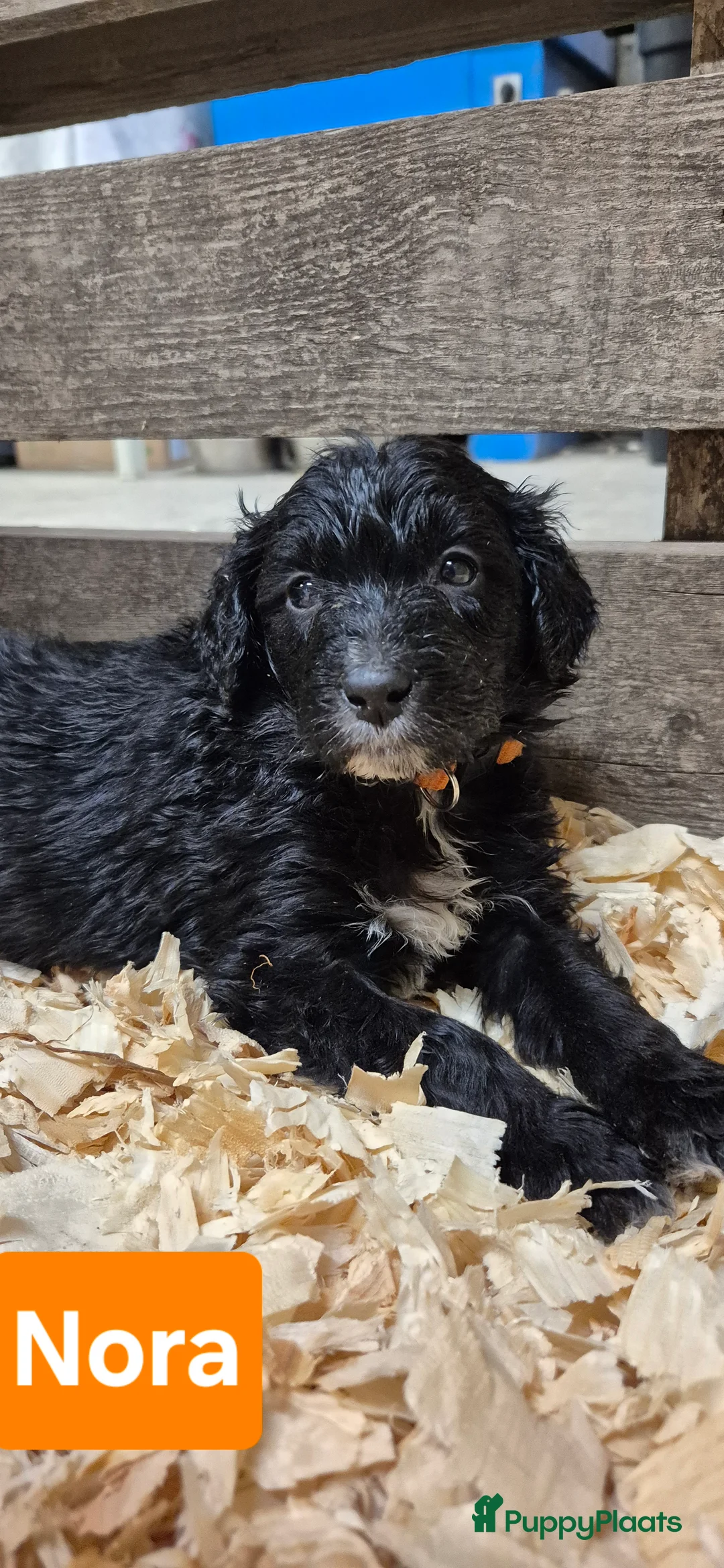 Kruising honden te koop: Bordoodle pups (F1) - nog 5 beschikbaar - Advertentie 19