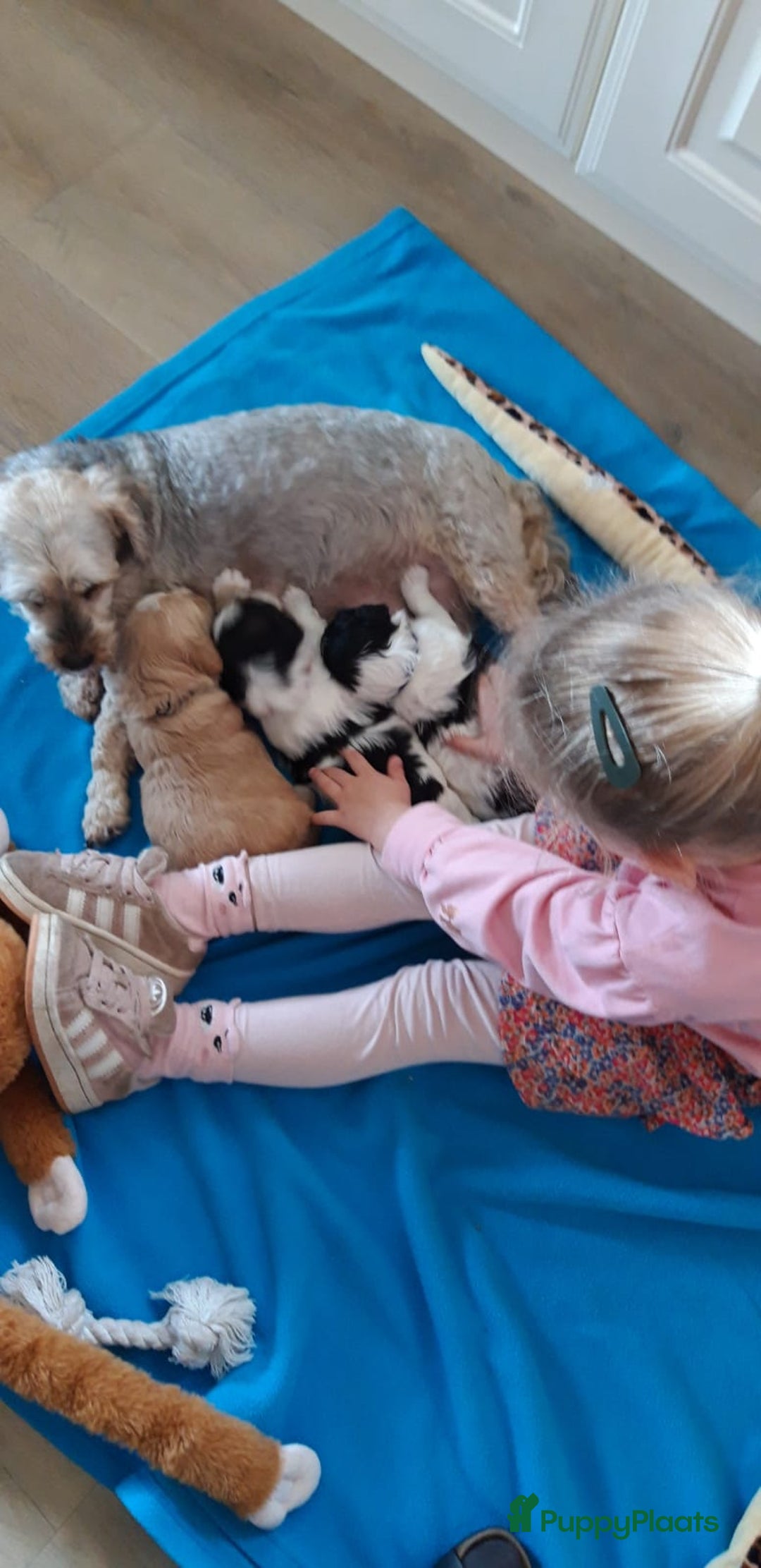 Kruising honden te koop: Schattige Boomer Puppy's - Advertentie 12