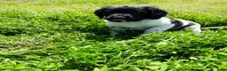 Friese Stabij honden te koop: Prachtige Friese Stabij pups reutjes! - Advertentie 9