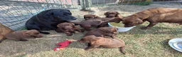 Labrador Retriever honden te koop: Raszuivere bruine labrador pups  - Advertentie 13