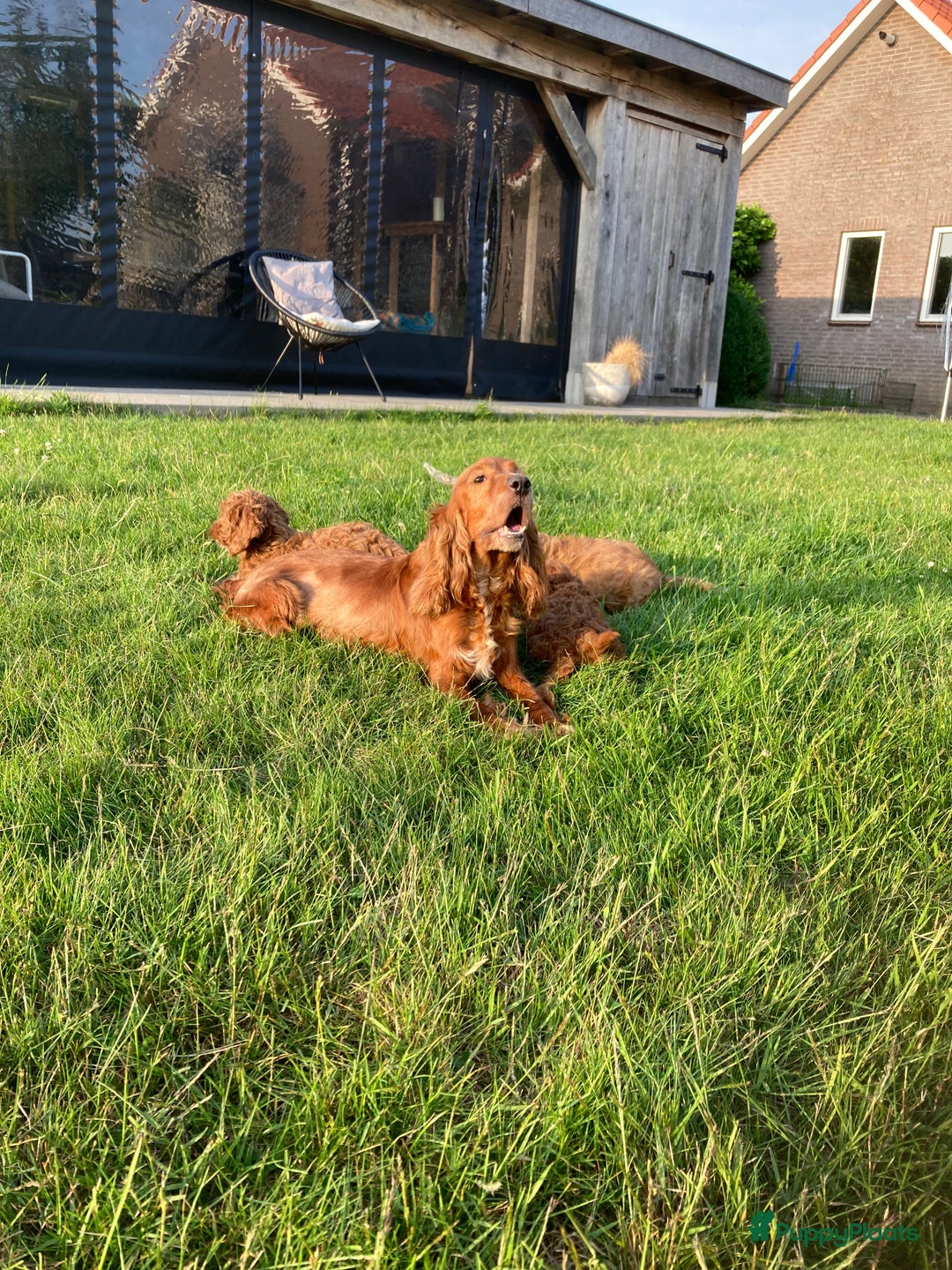 Cockapoo honden te koop: Hele lieve Cockapoo pups - Afbeelding 4