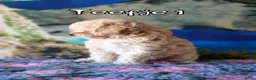 Kruising honden te koop: Bischpoo/Poochon pups te koop  - Advertentie 7