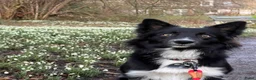 Bearded Collie honden ter dekking: Border Collie reu UK-stamboom dekking  in Blokker - Advertentie 13