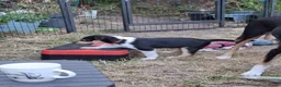 Schotse Herdershond korthaar honden te koop: Nog 2 knappe reuen schotse collie korthaar reuen. - Advertentie 7