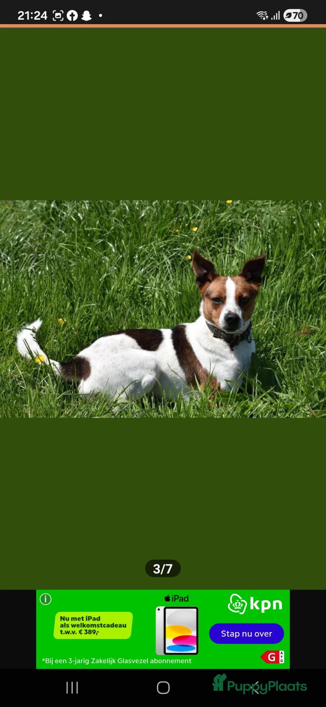 Fox Terriër Gladhaar honden te koop: boerenfox 2 prachtige reutjes  in Alphen aan den Rijn - Advertentie 9