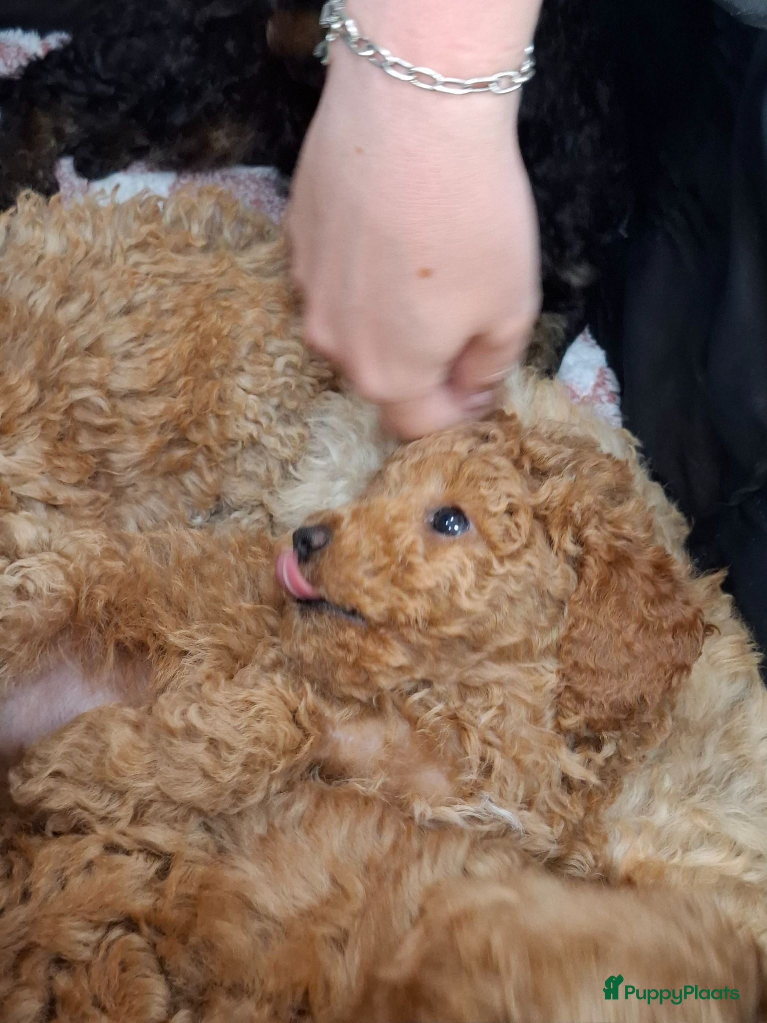 Dwergpoedel honden Rode en phantom dwergpoedel - Advertentie 2