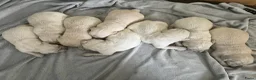 Golden Retriever honden te koop: Golden Retriever pups - Advertentie 11