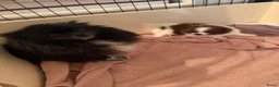 Pomeriaan honden te koop: Prachtige pomeranian pups met een mega vacht - Advertentie 10