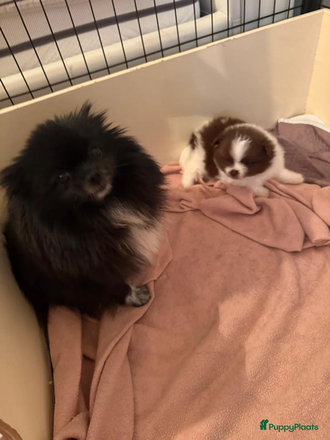 Pomeriaan honden te koop: Prachtige pomeranian pups met een mega vacht - Advertentie 10