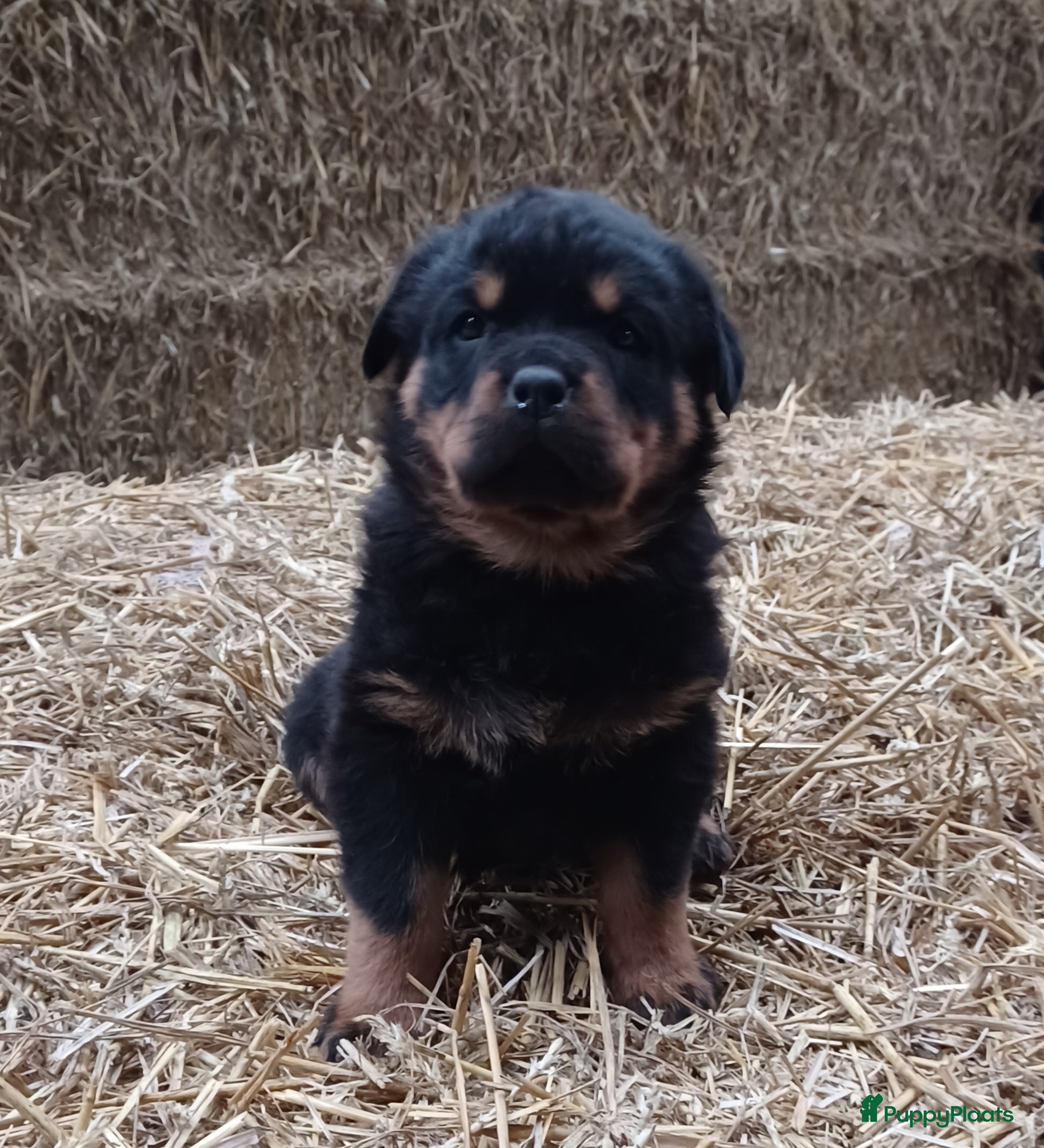 Rottweiler honden Prachtige zuivere rottweiler pups - Advertentie 1