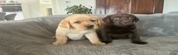 Labrador Retriever honden te koop: labrador pup bruin (reutje) Pup Blond(teefje) - Advertentie 2