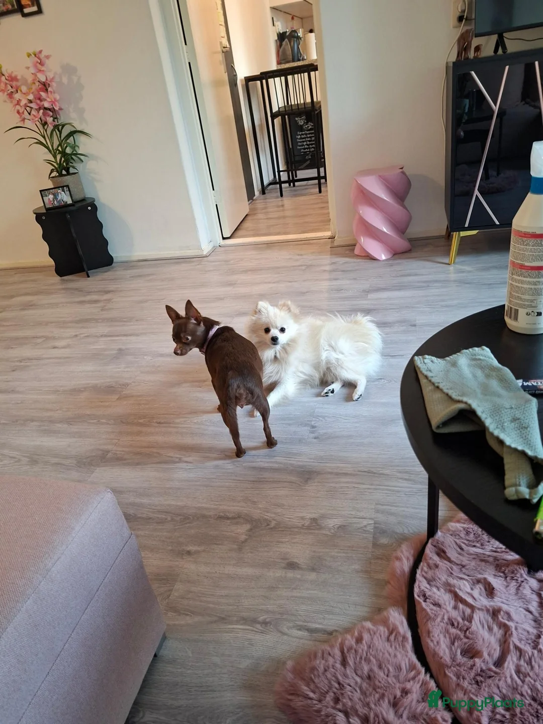 Pomchi honden te koop: Pomchi pups - Advertentie 3