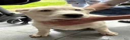 Siberische Husky honden te koop: Pablo, Mali en Mala zoeken een gouden mandje! - Advertentie 11
