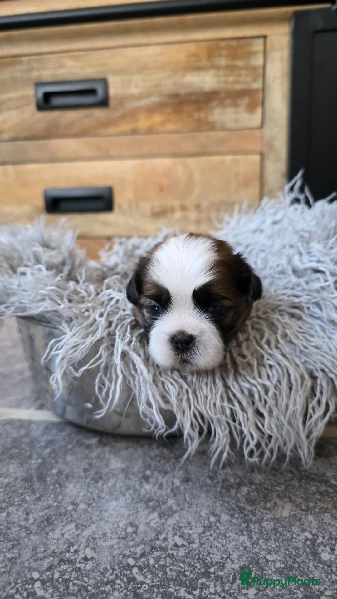 Shih Tzu honden te koop: Nestje met prachtige Shih Tzu pups  - Advertentie 1