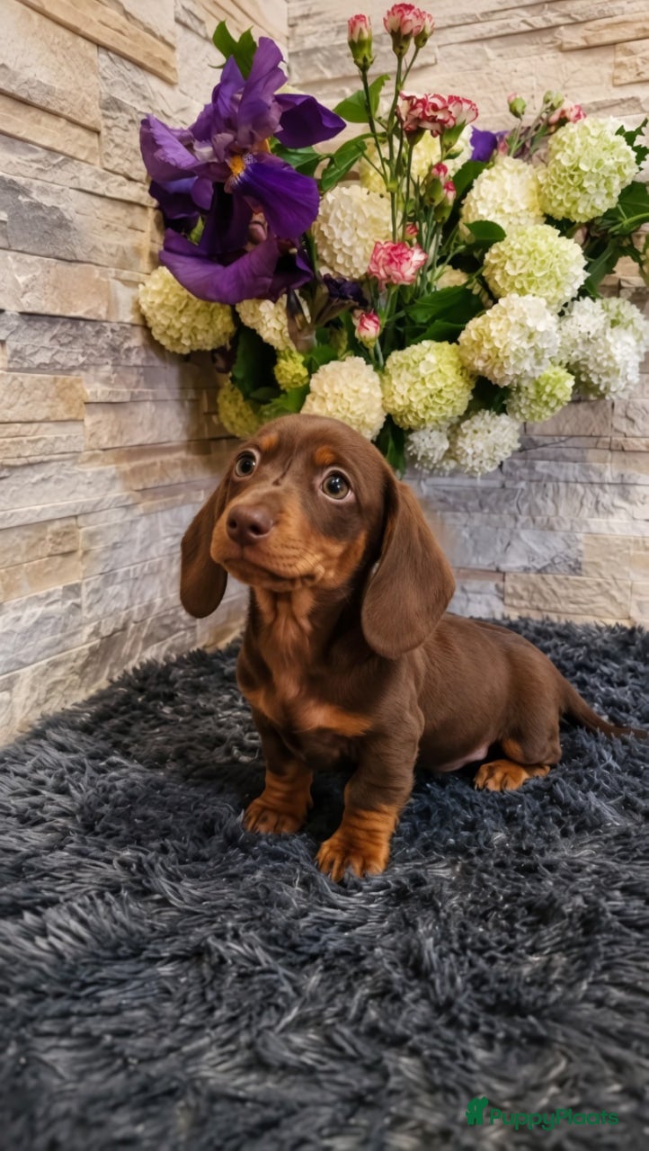 Teckel (korthaar)  honden Teckelpuppy - Advertentie 1