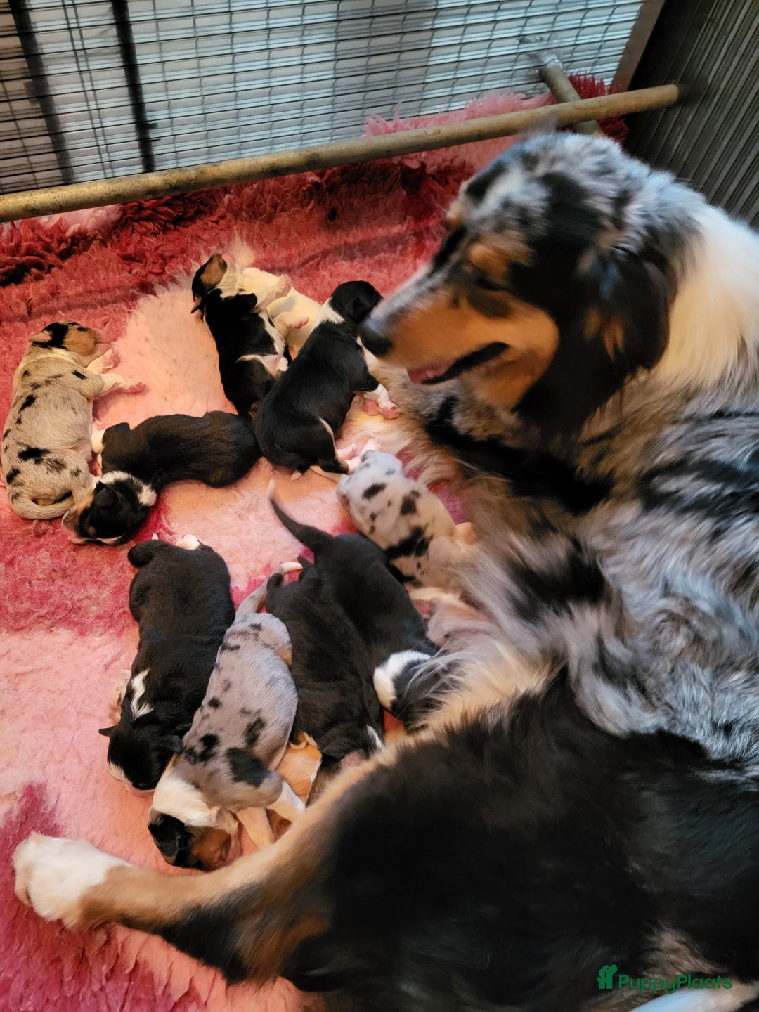 Australian Shepherd honden te koop: Australian Shepherd pupjes ouders volledg getest - Advertentie 9