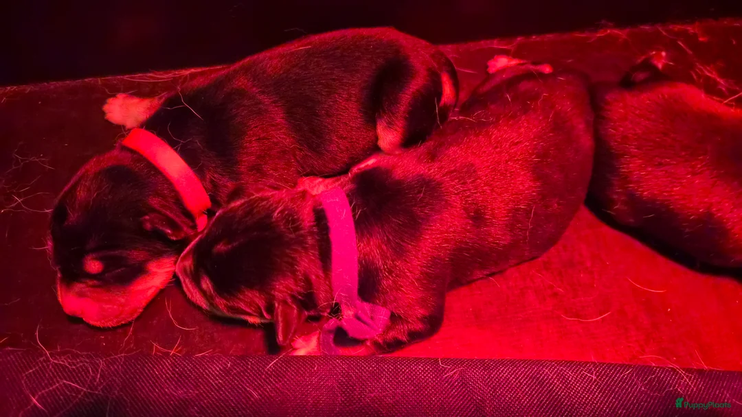 Kruising honden te koop: Unike Labrakita pups (Labrador x Akita) - Advertentie 11