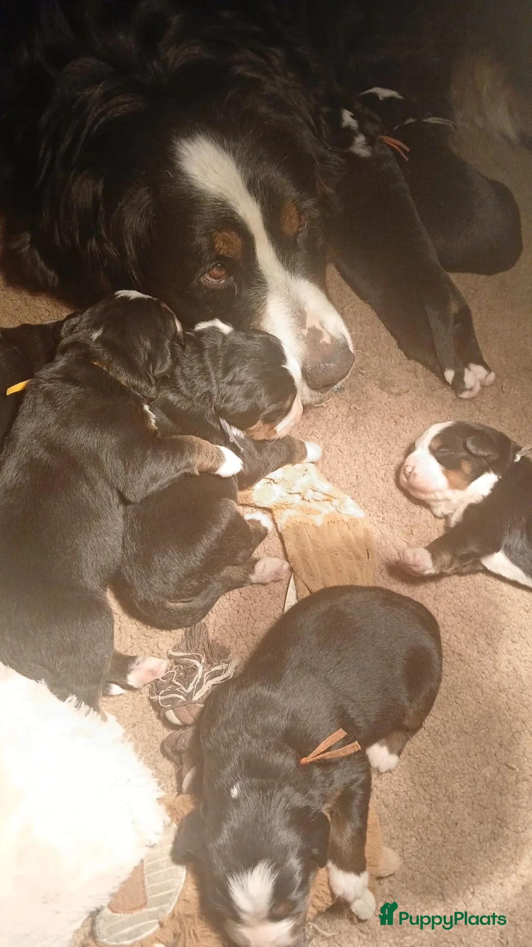 Berner Sennenhond honden te koop: Benner sennen pups - Advertentie 11