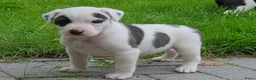 Kruising honden te koop: Border Collie Kruising pups  in Onstwedde - Advertentie 7
