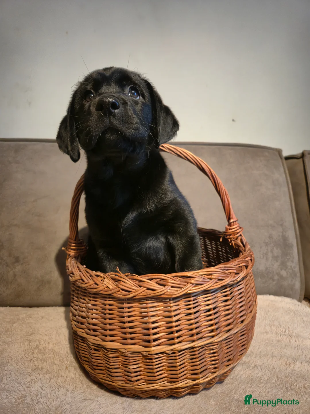 Labrador Retriever honden te koop: Labrador Retriever pup teefje - Advertentie 8