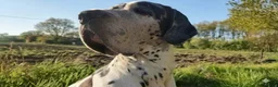 Duitse Dog honden te koop: Duitse Doggen pups in Koewacht - Advertentie 14
