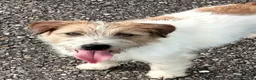 Jack Russel Terriër honden te koop: Jack Russell terriër pups met Stamboom - Advertentie 8