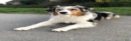 Australian Shepherd honden te koop: Australian Shepherd reu in Culemborg - Advertentie 9