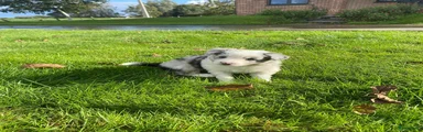 Border Collie 4