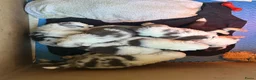 Border Collie honden te koop: Leuke Merle puppies in Baarle-Nassau - Advertentie 2