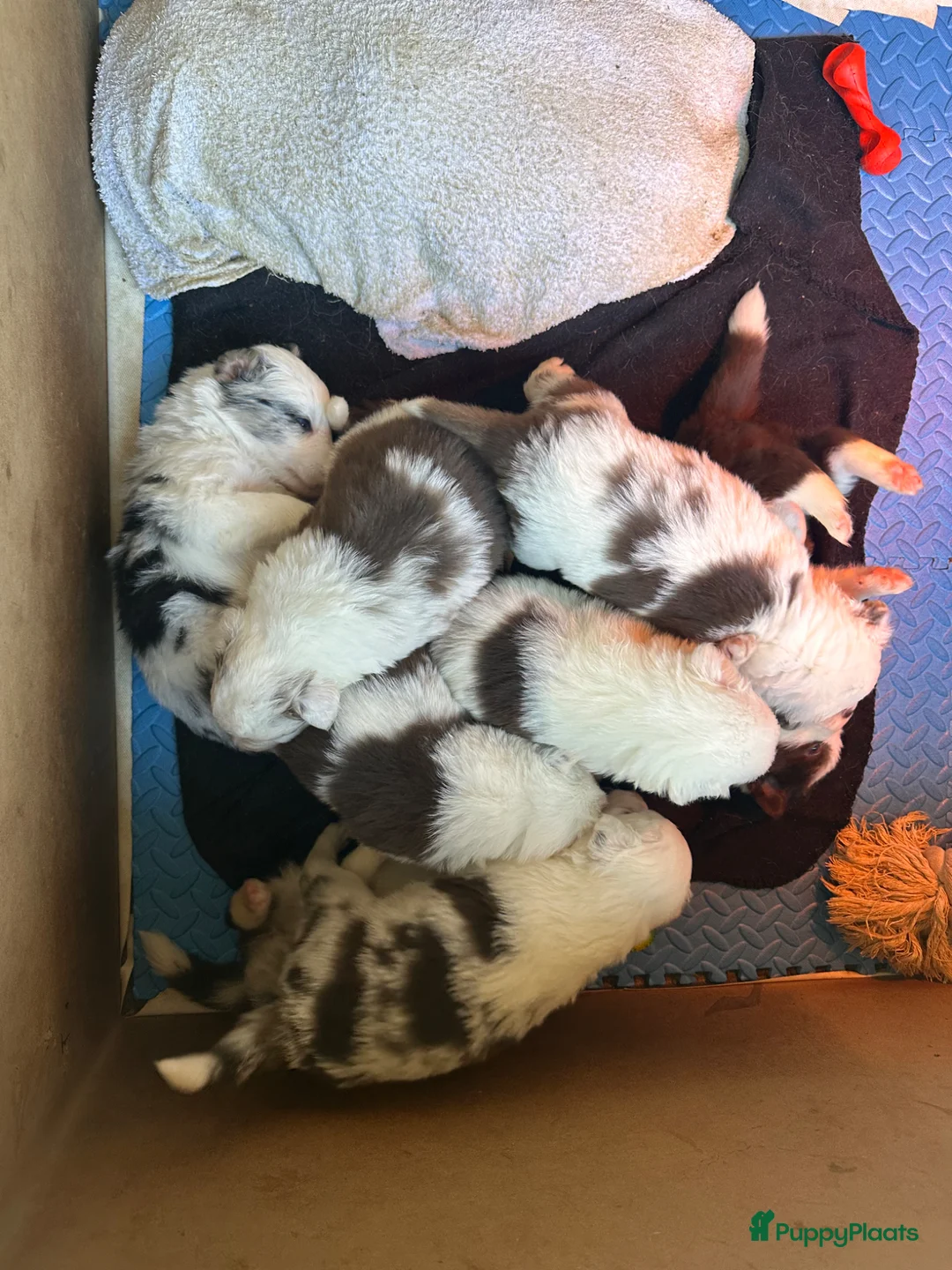 Border Collie honden te koop: Leuke Merle puppies in Baarle-Nassau - Advertentie 2