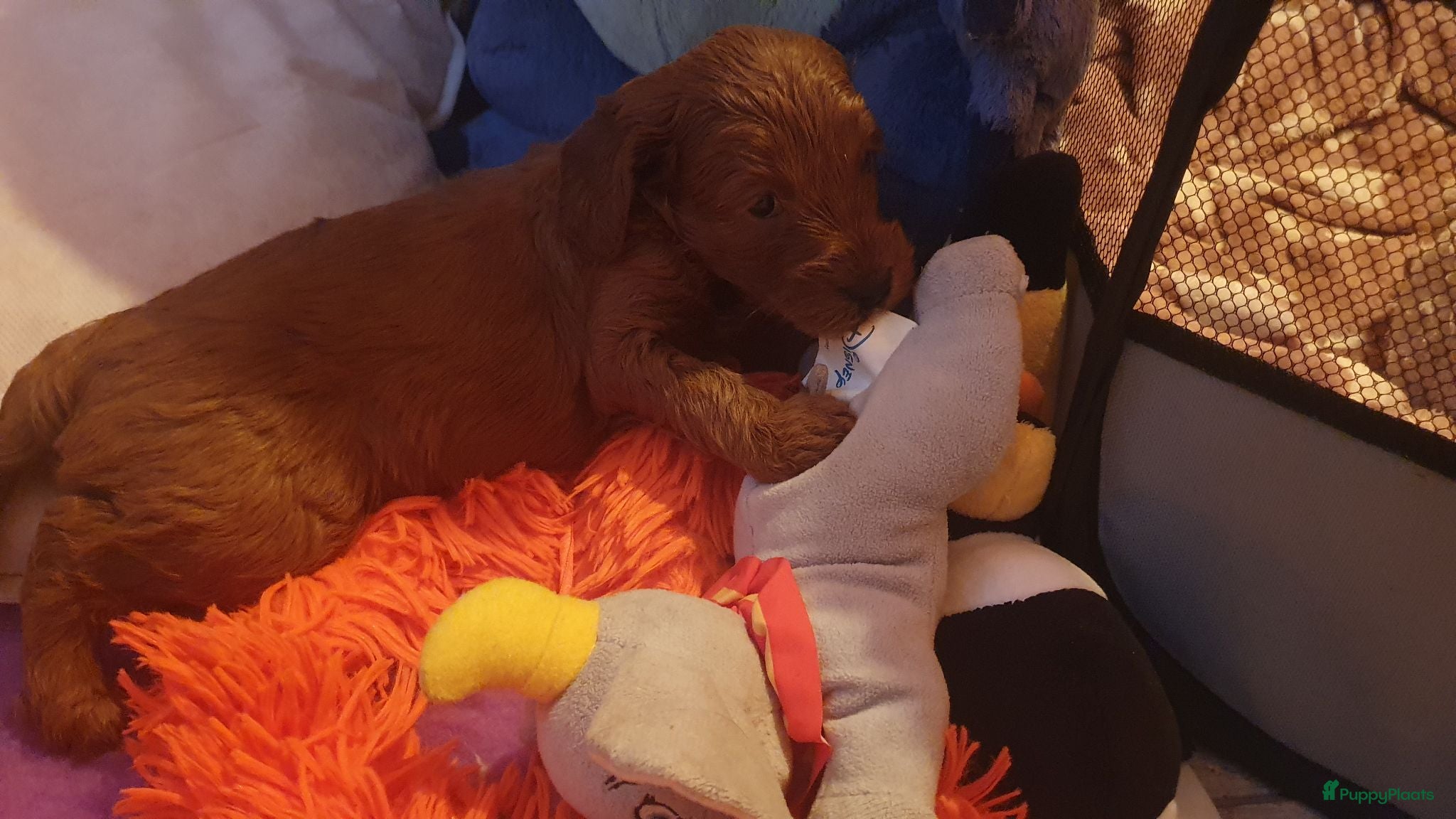 Kruising honden Rode Mini Australian/Labradoodles - Advertentie 2