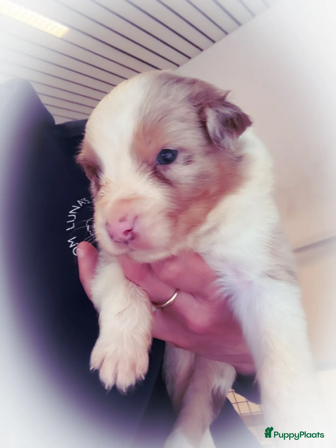 Australian Shepherd honden te koop: Australian shepherd pups met fci stamboom  - Advertentie 2