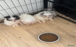 Pomeriaan honden te koop:  puppies mogen nu weg in prijs verlaagd  in Zoetermeer - Afbeelding 11