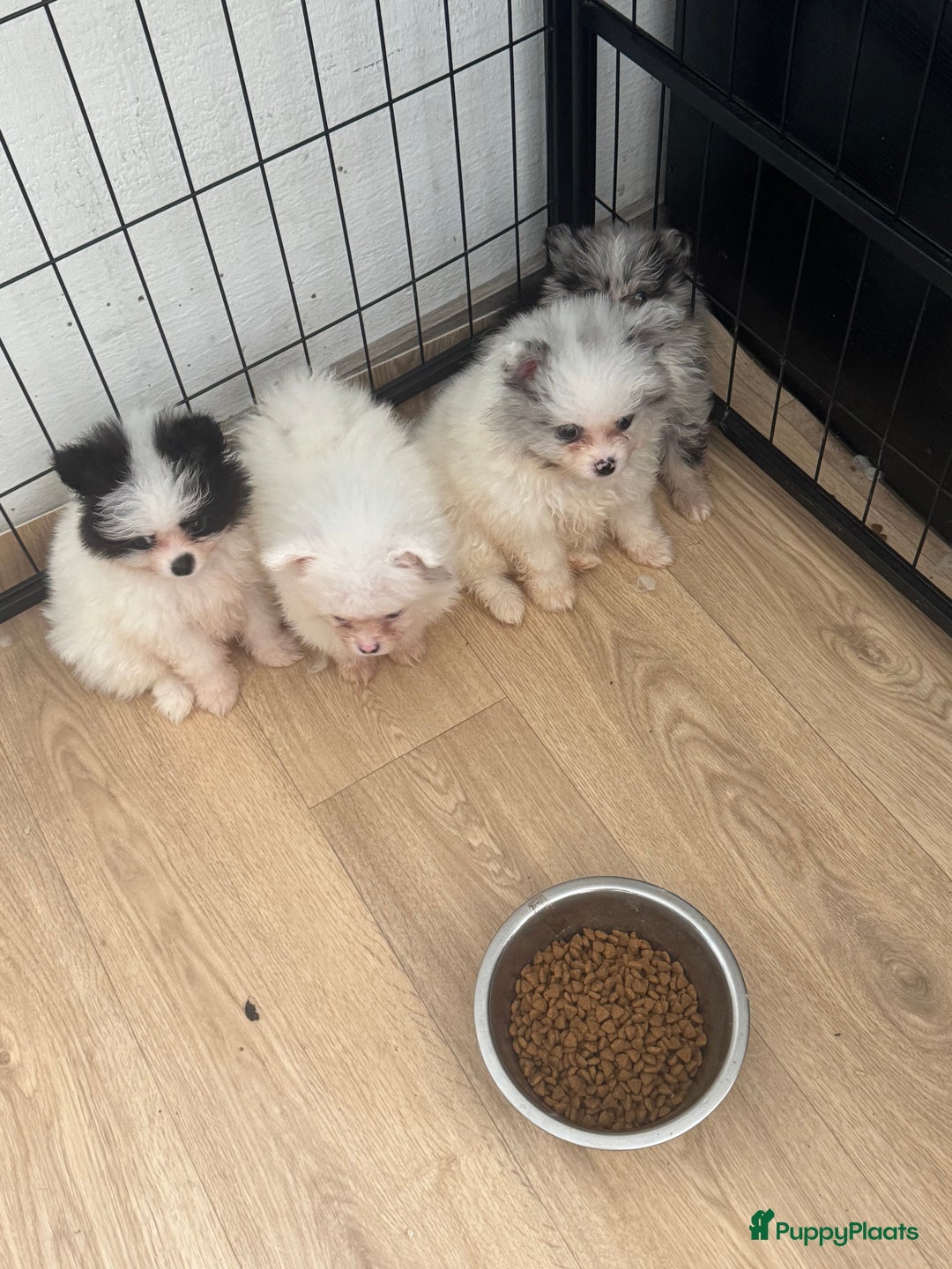 Pomeriaan honden te koop:  puppies met blauwe oogjes 😍 in Zoetermeer - Afbeelding 6