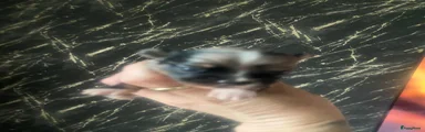 Chihuahua 1