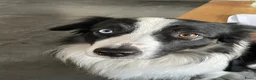 Border Collie honden te koop: Prachtige border collie pups in Ohé en Laak - Advertentie 2