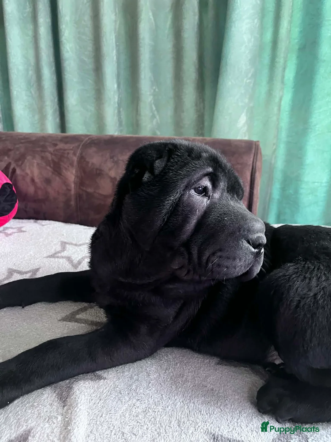 Shar Pei honden te koop:  Sharpei  pups  - Advertentie 7