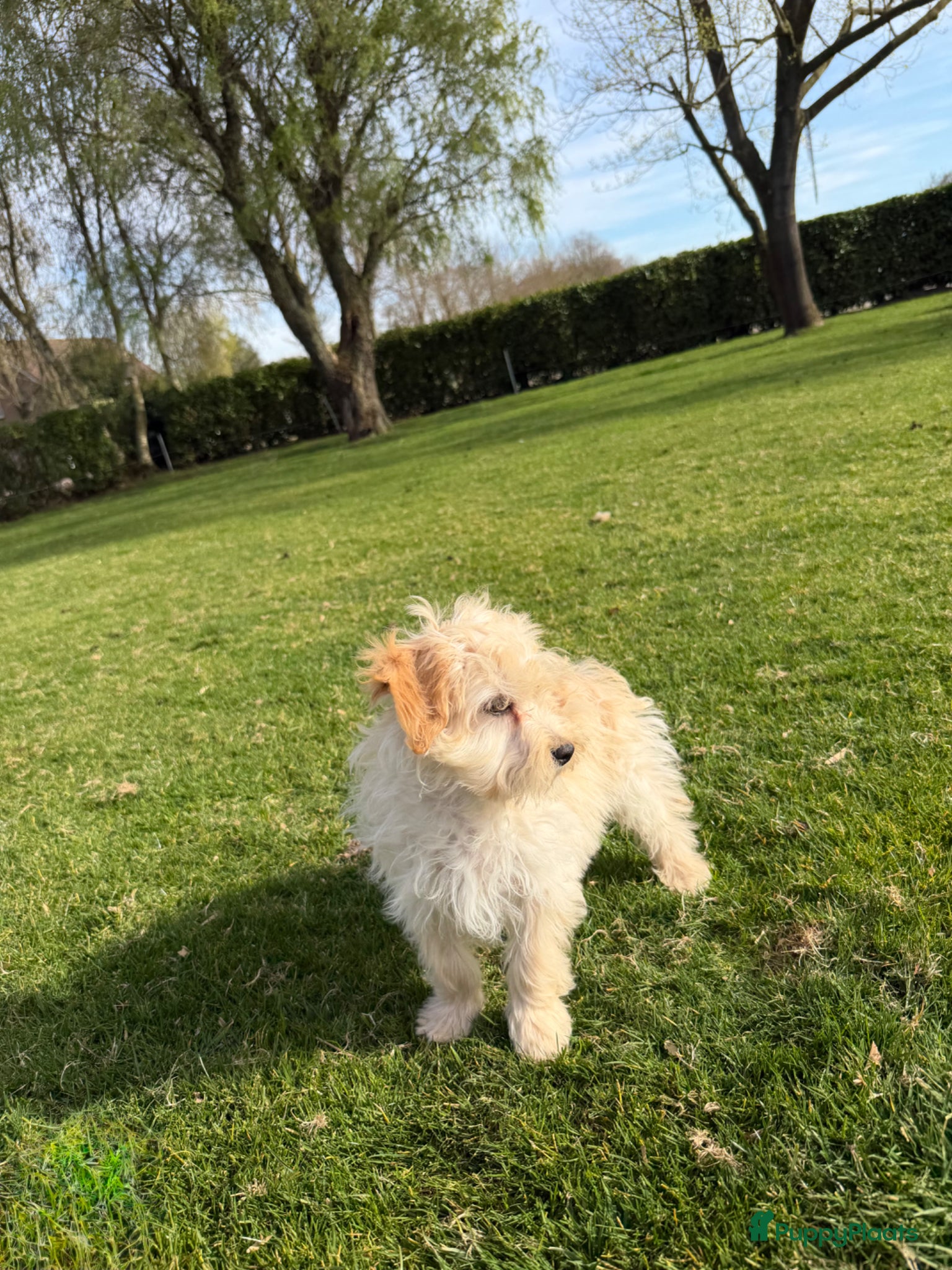 Maltipoo honden Maltipoo (Maltezer x Toy Poedel) pups - Advertentie 2