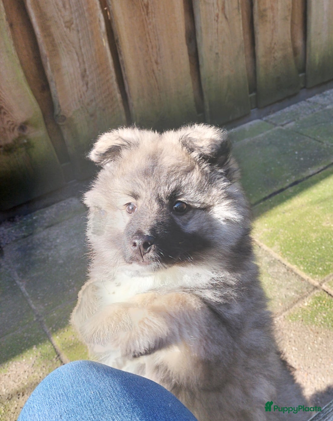 Keeshond honden Middenslag keeshond pup - Advertentie 1