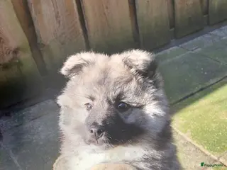 Keeshond honden Middenslag keeshond pup - Advertentie 4