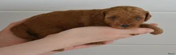 Poedel Toy honden te koop: Te koop Toy poedel pups met FCI stamboom in Alblasserdam - Advertentie 12