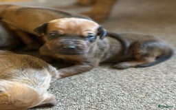 Rhodesian Ridgeback honden te koop: Prachtige en perfecte Rhodesian Ridgeback pups in Oosterbeek - Afbeelding 4