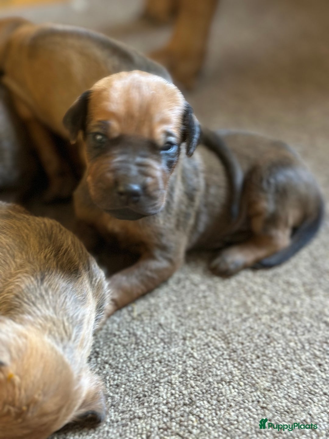 Rhodesian Ridgeback honden te koop: Prachtige en perfecte Rhodesian Ridgeback pups in Oosterbeek - Afbeelding 4
