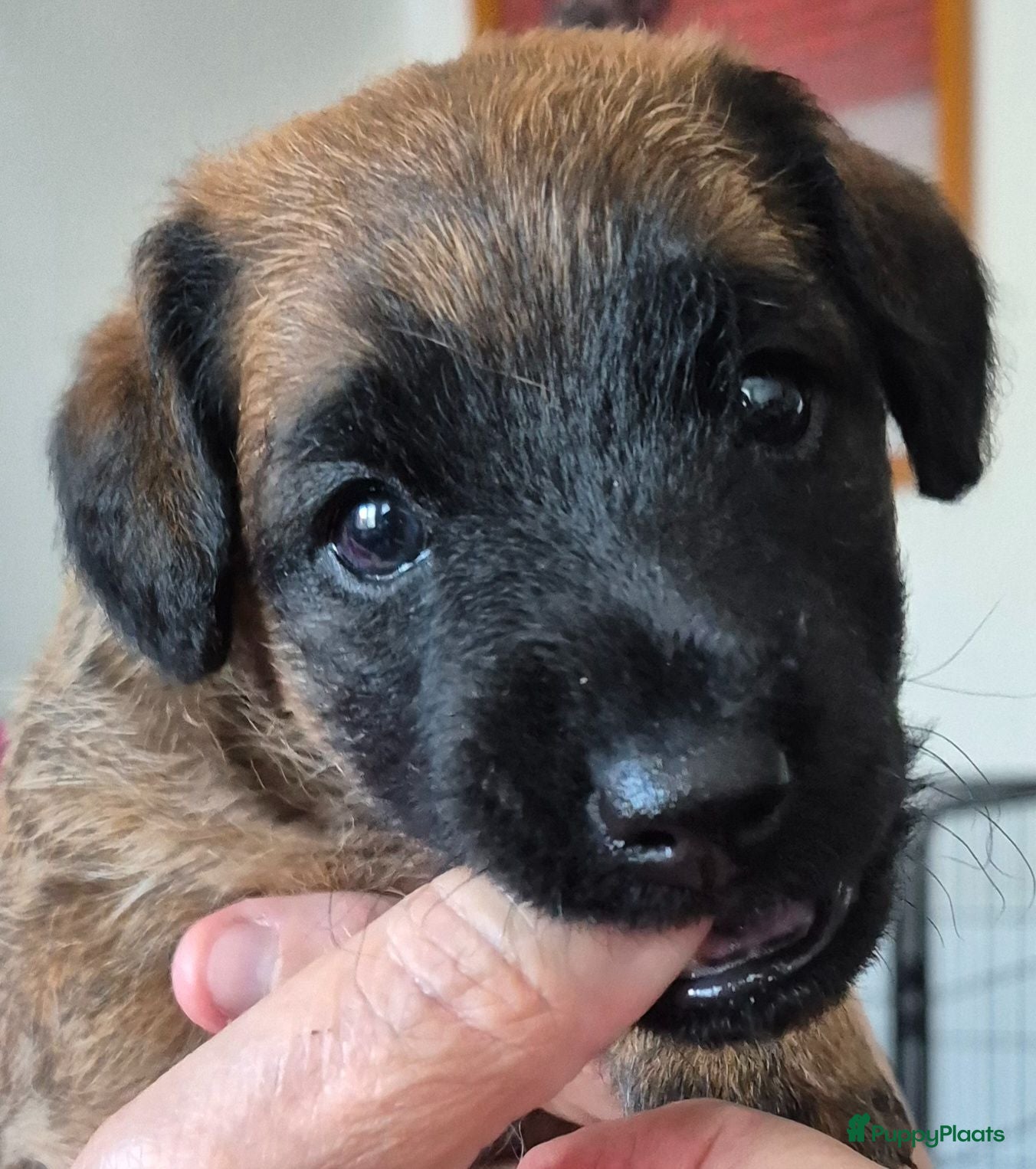 Border Terriër honden WESTFALEN TERRIER  1 REU BESCHIKBAAR  - Advertentie 1
