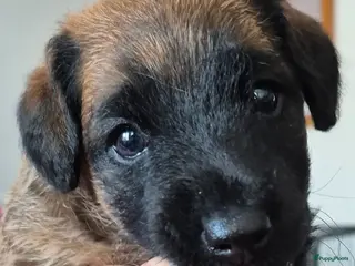 Border Terriër honden WESTFALEN TERRIER 1 REU BESCHIKBAAR - Advertentie 11