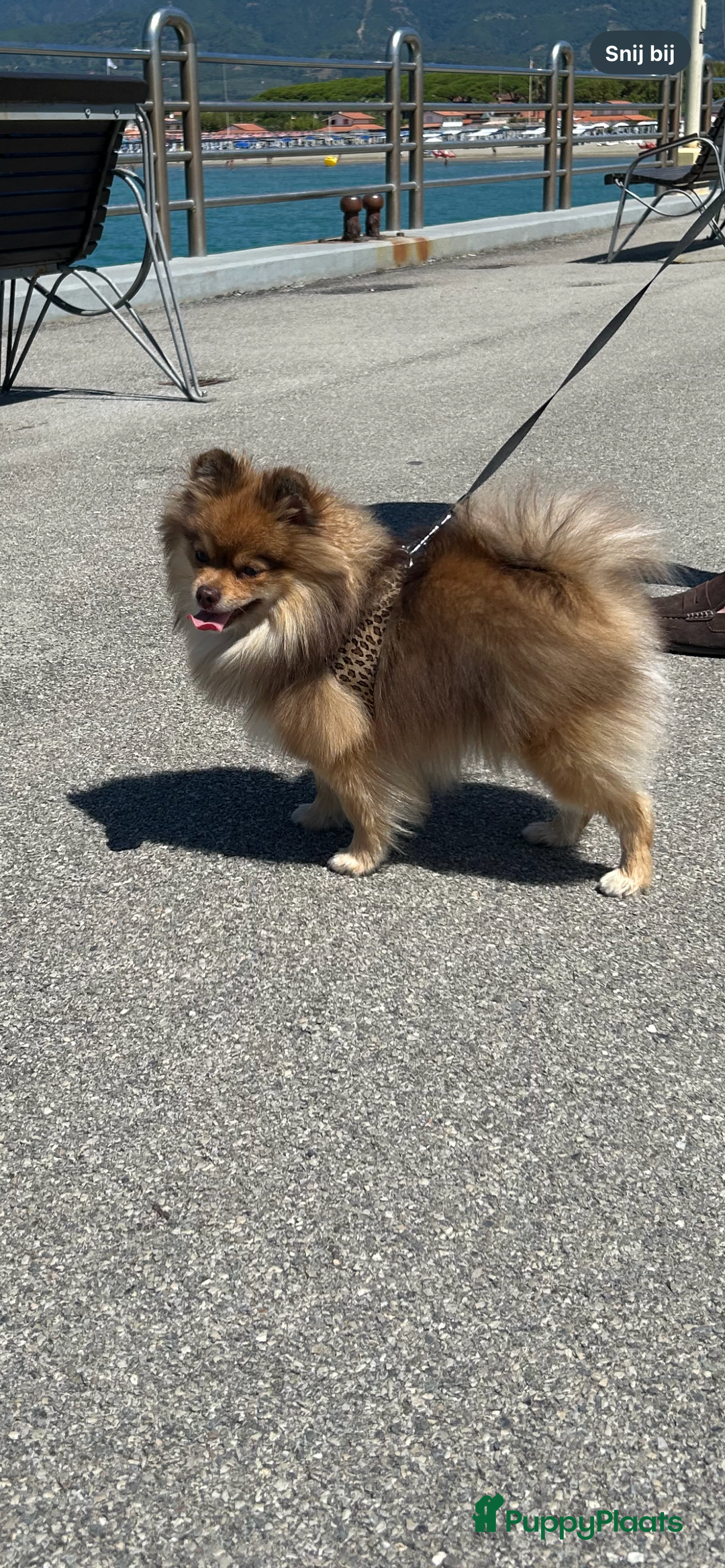 Pomeriaan honden te koop: 🐶 Choco Pomeranian Teefje  - Advertentie 6